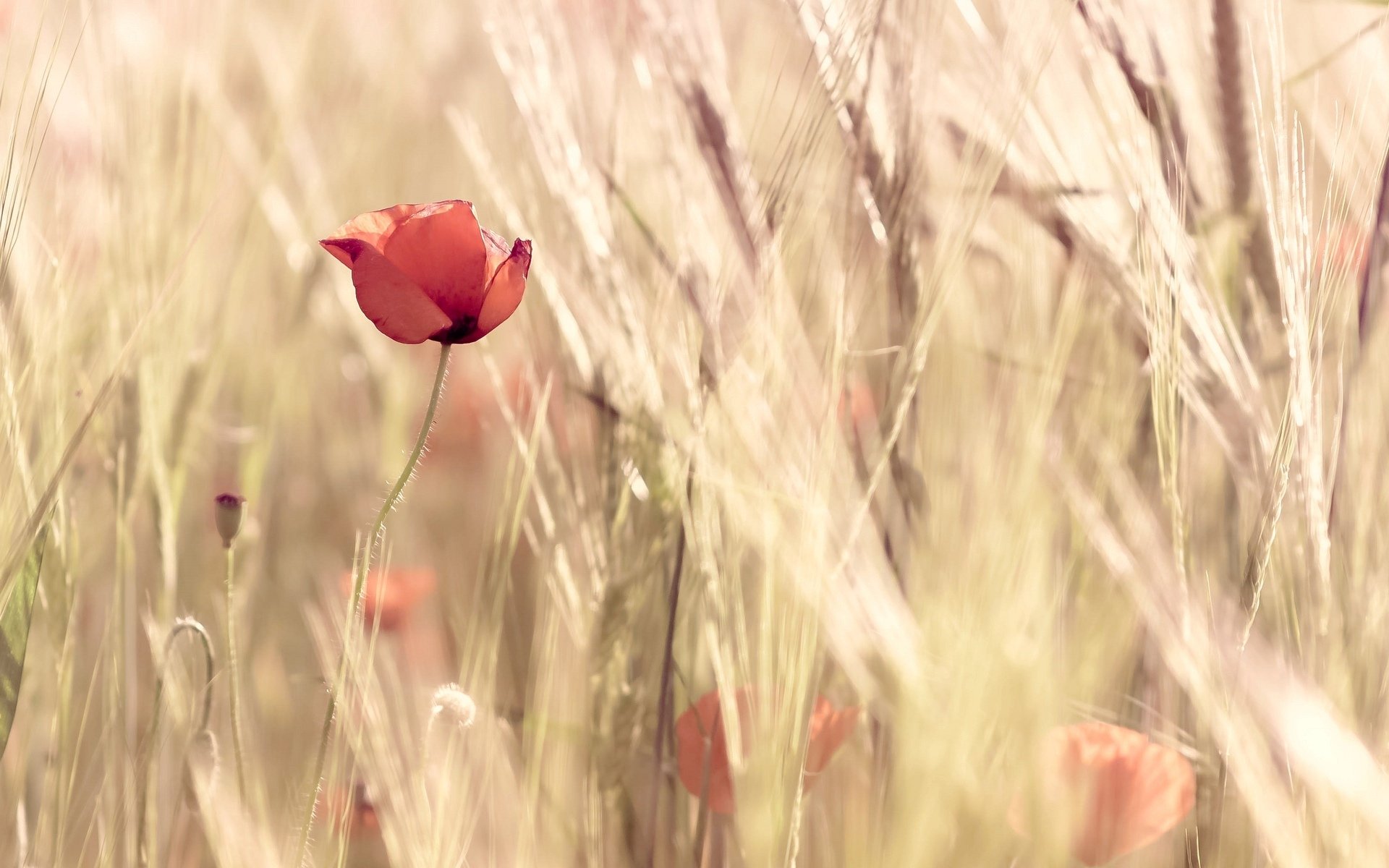 blumen blümchen blümchen mohn weizen feld ohren rot natur hintergrund tapete widescreen vollbild widescreen widescreen