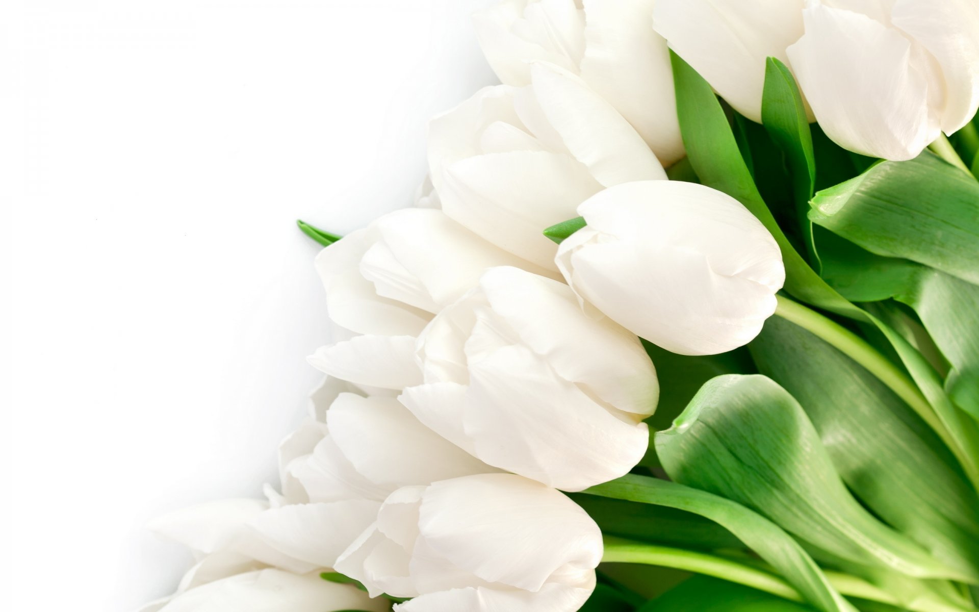 tulips flowers bright white petals beauty bright white leave