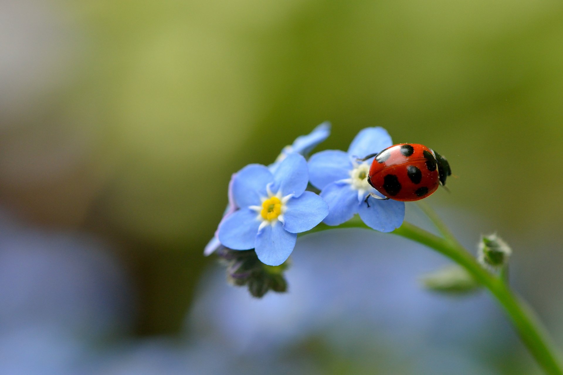 myosotis coccinelle insecte gros plan