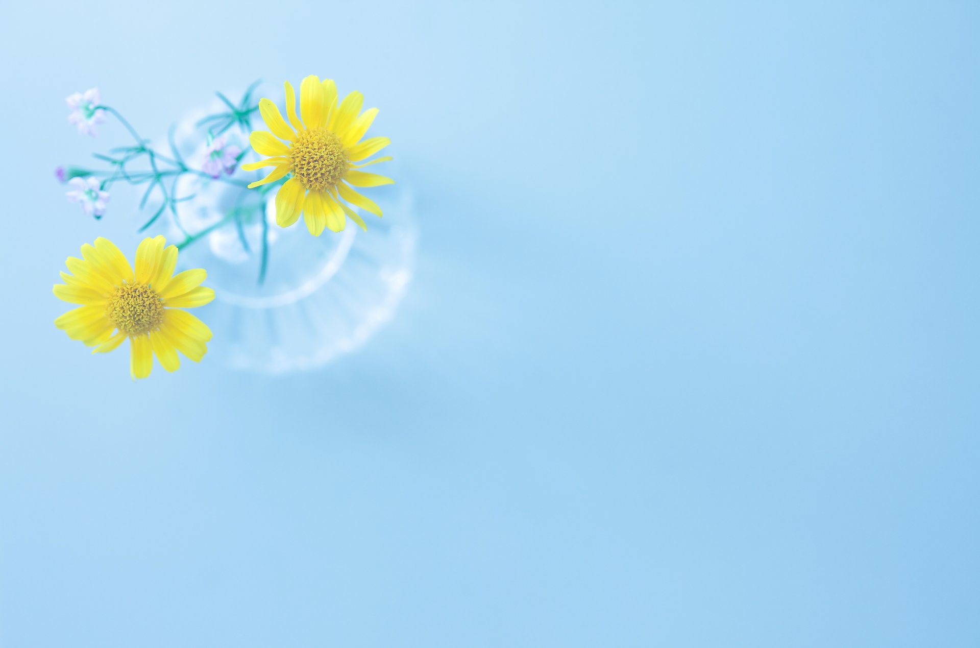 flowers flowers yellow blue vase vase background wallpaper widescreen fullscreen widescreen widescreen