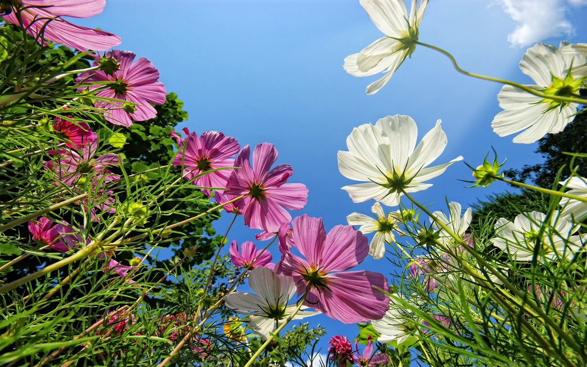 cosmea campo verde blanco rosa pétalos fondo cielo hierba macro