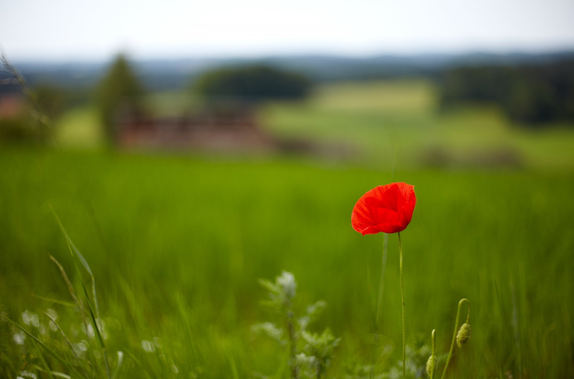 fleurs fleurs herbe verdure champ coquelicot rouge fleur fond papier peint écran large plein écran écran large