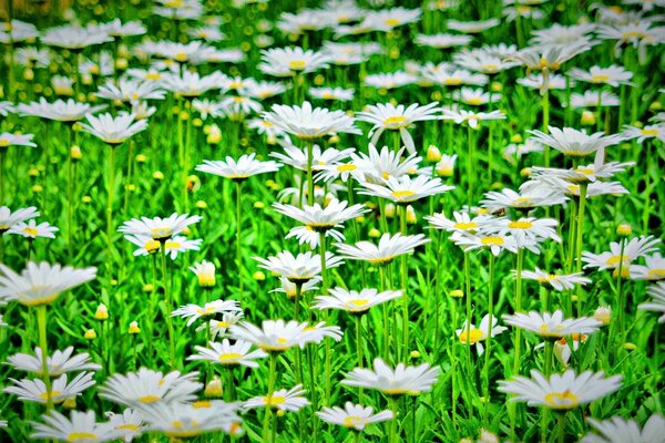 Chamomile field. Widescreen wallpaper