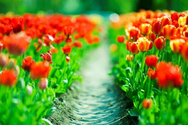 Sendero entre un campo de tulipanes