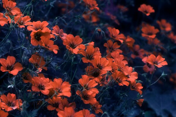 Rote kleine Blumen auf dunklem Hintergrund