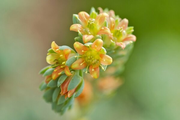 A branch of yellow - orange flowers on a green background