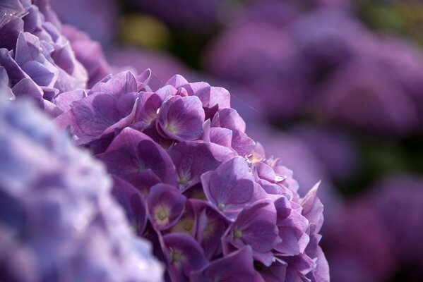 Buisson d hortensia violet