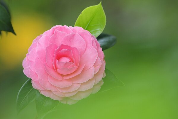 Pink camellia on green leaves