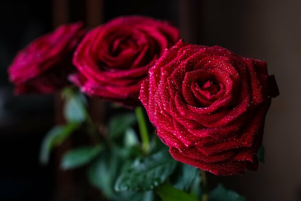 Blumenstrauß aus roten Rosen mit Tropfen auf Blütenblättern