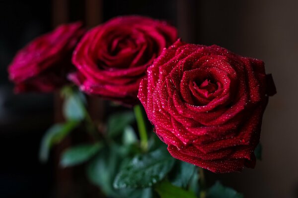 Bukiet czerwonych róż z kroplami na płatkach