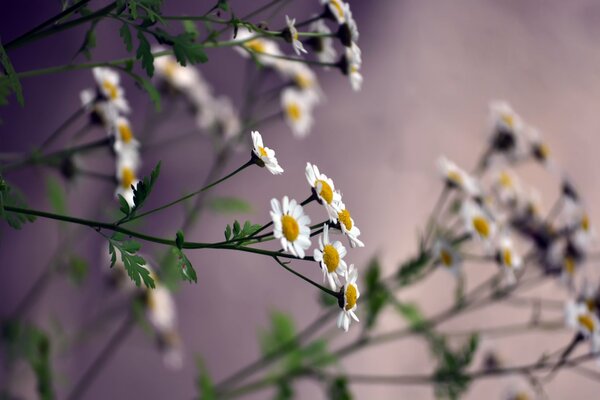 Marguerites sur fond de ciel nocturne