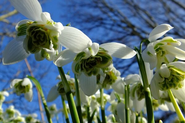 A clearing of spring first snowdrops