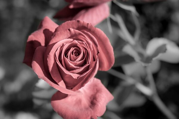 Rote Rose in gedämpften Tönen