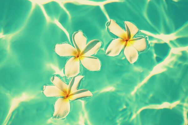 Flores de Frangipani en agua azul