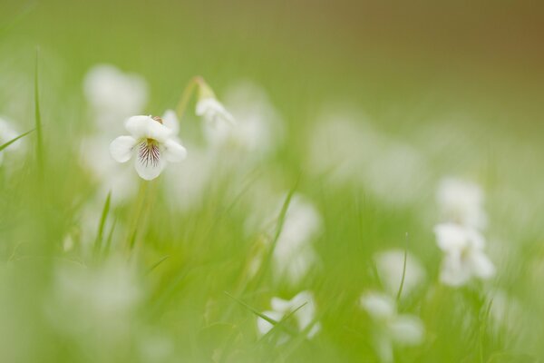 Weiße Blumen und ein Grasfeld sind auf einem unscharfen Hintergrund zu sehen