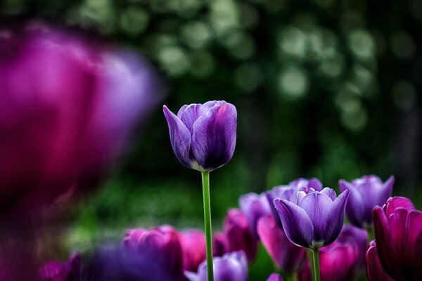 Нераскрывшийся бутон фиолетового тюльпана