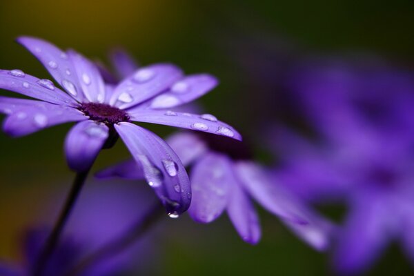 Cineraria tiene pétalos Lilas