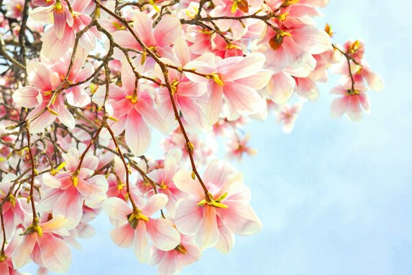 Blooming magnolia on a blue sky background