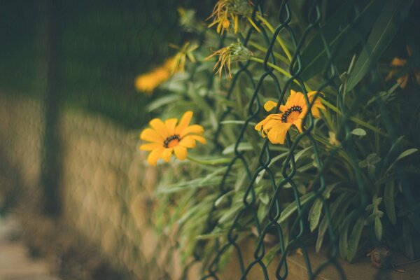 Fleurs orange sur fond de grille