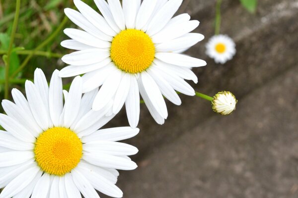 Zarte Blüten von weißen Gänseblümchen