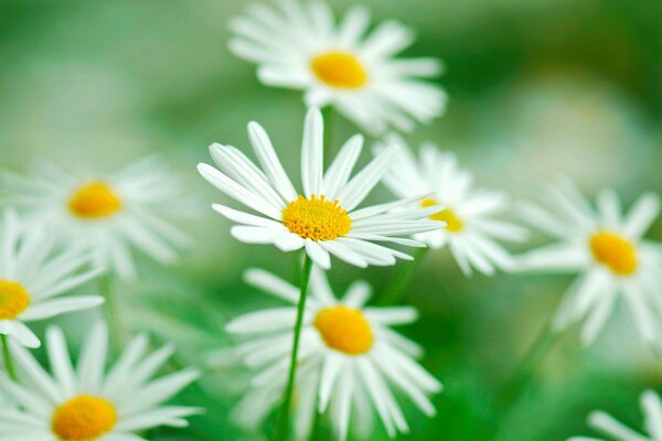 Wide-cut wallpaper with a daisy flower