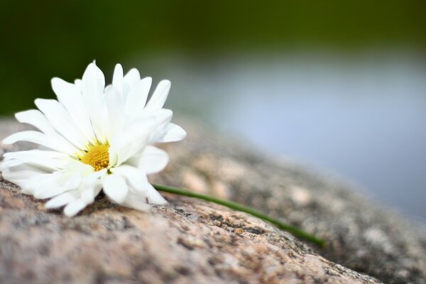 A white daisy is lying on a stone