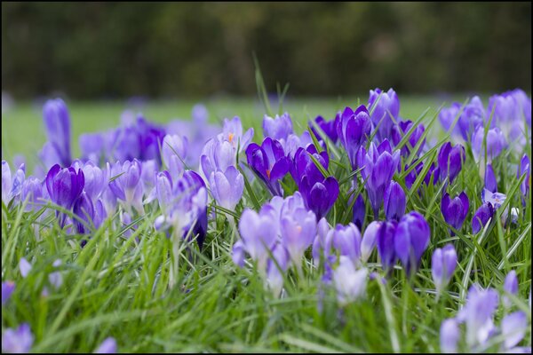 Lilac and purple crocuses in the garden