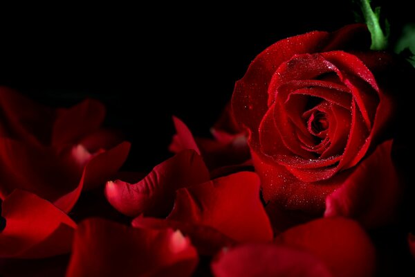 Pétalos de rosas rojas sobre fondo negro