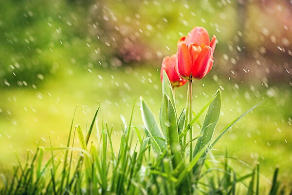 Tulipanes rojos contra hierba brillante