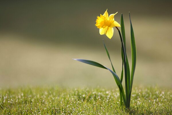 Narciso solitario con gocce di rugiada sull erba