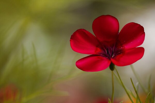 Flor roja sobre fondo borroso