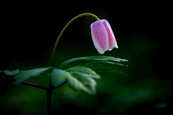 Flor delicada sobre fondo oscuro