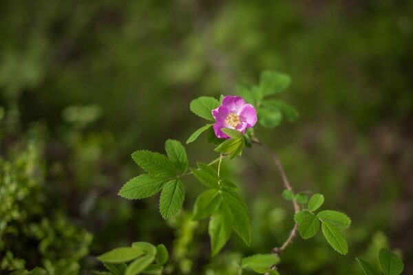 Ramo di rosa canina con bocciolo di fiore