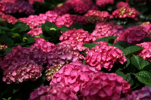 Arbustos de hortensias Rosadas al sol