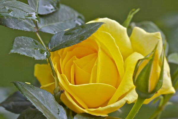 A yellow rose bud has opened