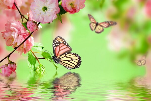 Farfalla seduta su una foglia sopra l acqua