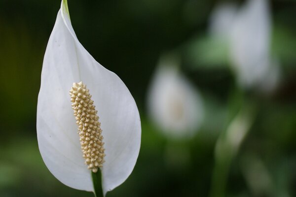 Weiße Spatiphyllum weibliche Blume