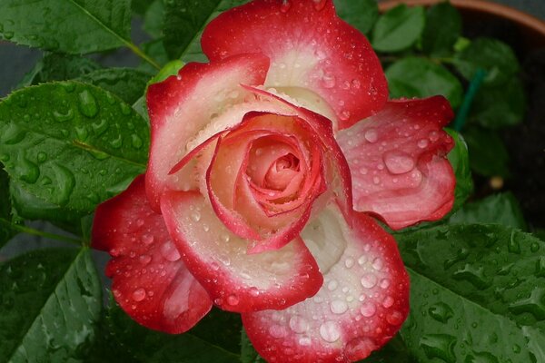 Bocciolo di rosa con petali verdi