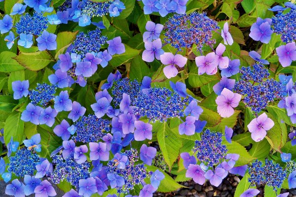 Die Blüten der Hortensie und ihrer prächtigen Blätter