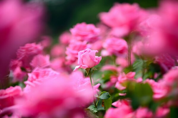 Muchas rosas de color rosa