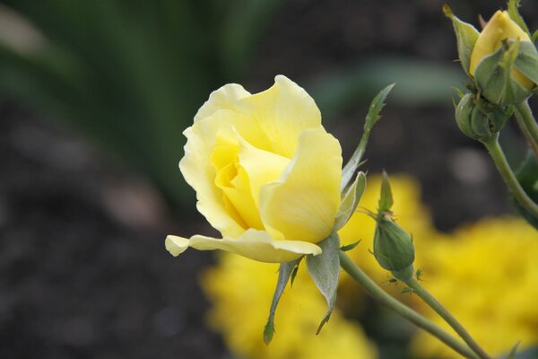 Yellow flower close-up