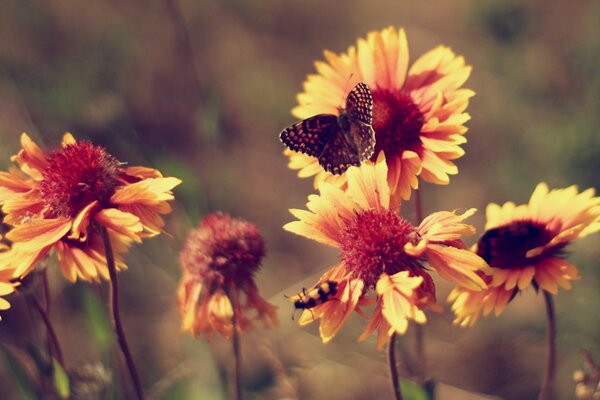 Souci fleurs simples et concises