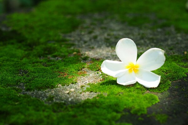 Flor de Plumeria sobre fondo de musgo verde
