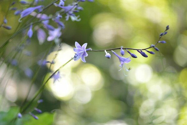 Ramoscello di fiori lilla nei riflessi