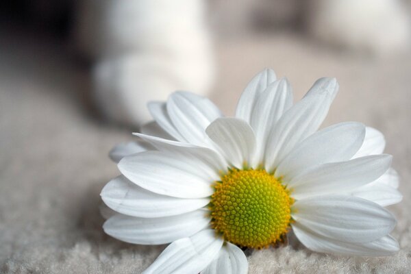 Marguerite sur fond de tapis blanc