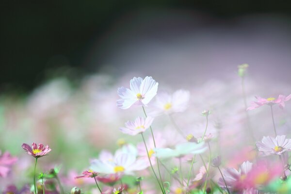 Fiori bianchi e rosa cosmei foto con sfocatura