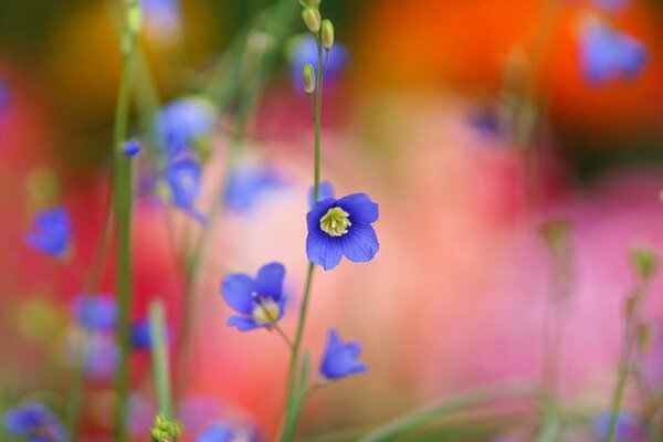 Pequeñas flores azules florecientes sobre un fondo borroso rojo