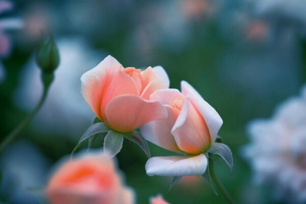 Kiss the rose. gently. macro