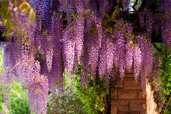 La glycine s étend sur une clôture de brique