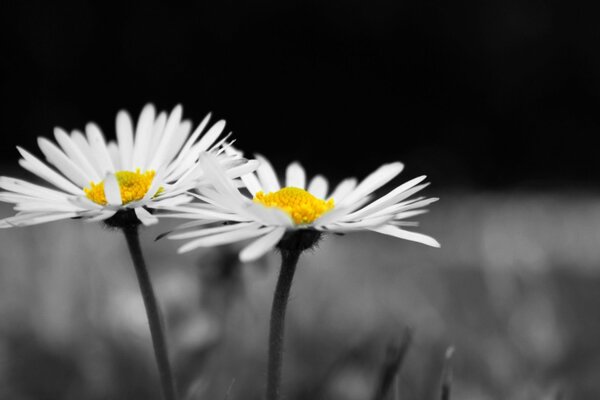 Chamomile flowers on a black white background